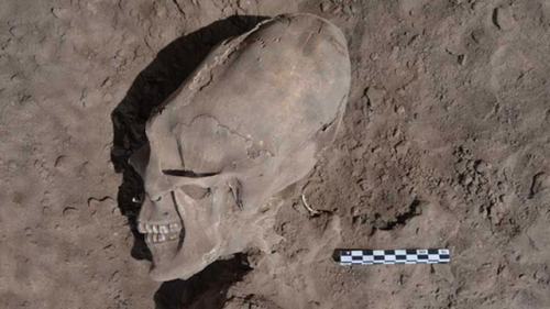 Cráneo humano encontrado en una excavación en Sonora (México)