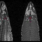 Detectan actividad cerebral en un salmón…¡muerto!