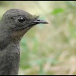 El ave que canta imitando todo lo que oye…natural o artificial