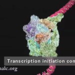 El límite de lo que se considera vida: viroides y partículas de RNA