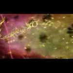 Vídeo del dogma central de la biología molecular, comentado en español